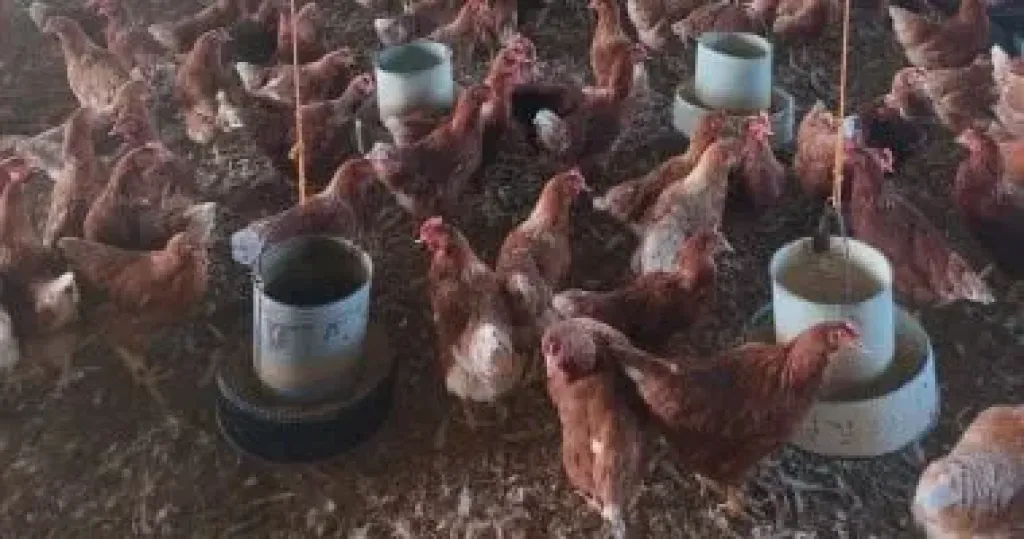 مزارع الدواجن