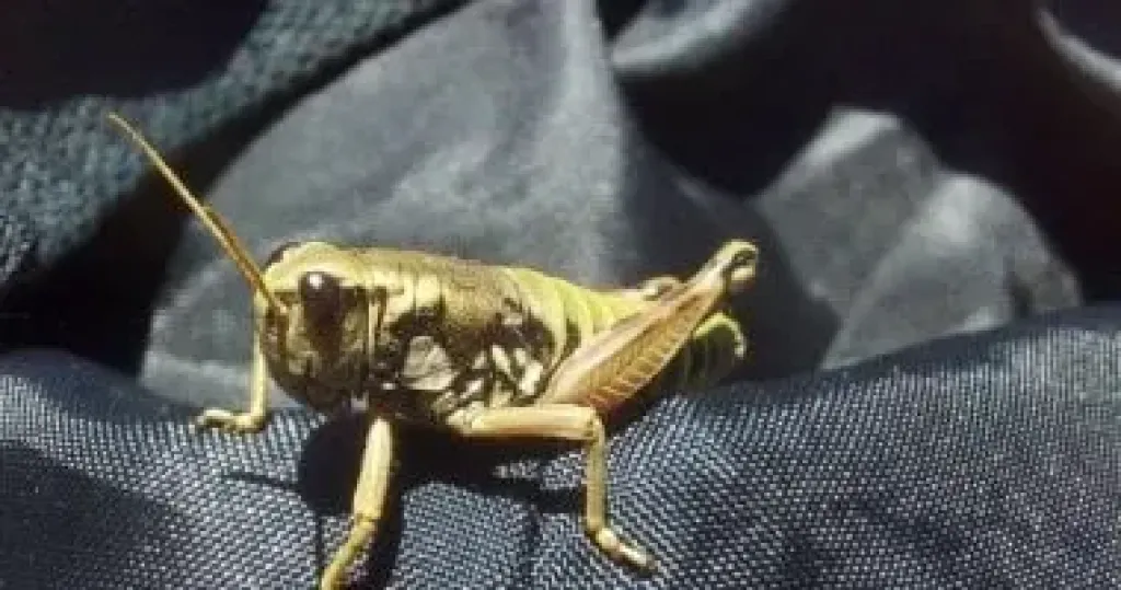 وزارة الزراعة تشن حملات مكثفة لمكافحة الآفات بمحافظات الصعيد والبحر الأحمر