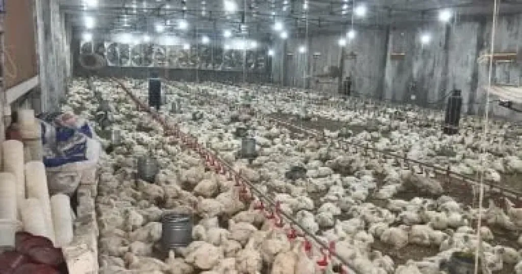 وزير الزراعة: اتفاق مع اتحاد منتجي الدواجن لخفض الأسعار خلال أيام