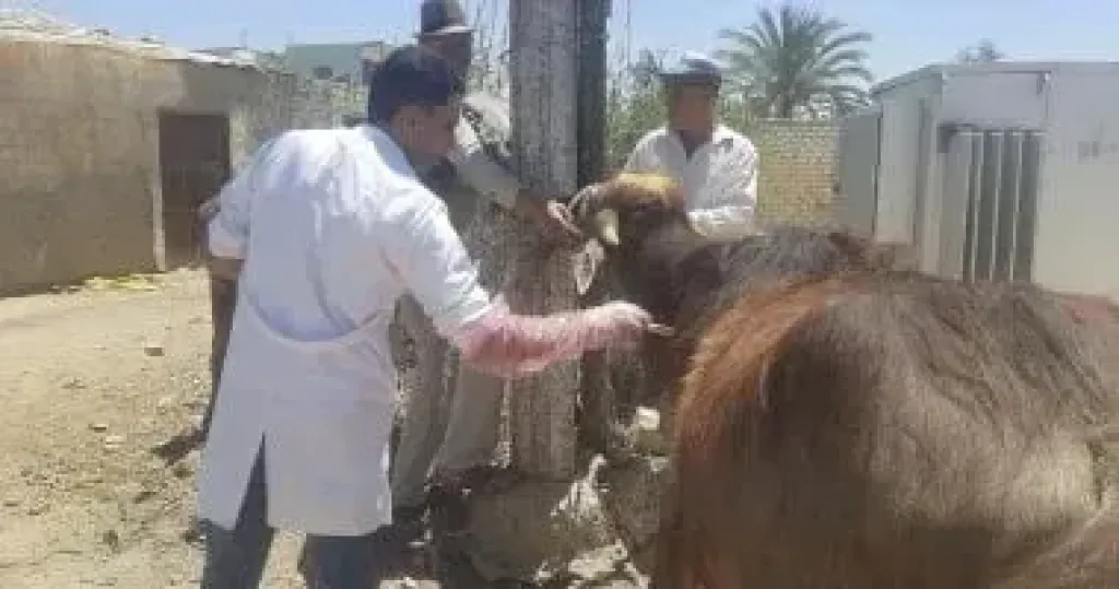 ”الزراعة” تطلق برنامجاً تدريبيا لتنمية مهارات الأطباء البيطريين على تقنيات السونار الحديثة