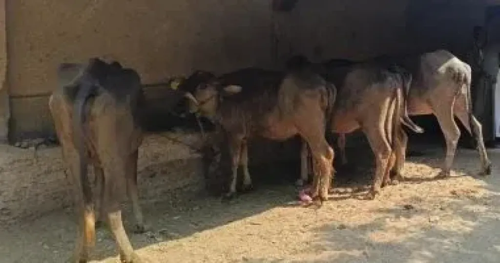 الزراعة: المجازر الحكومية استقبلت 705 آلاف رأس ماشية فى النصف الثانى من 2025