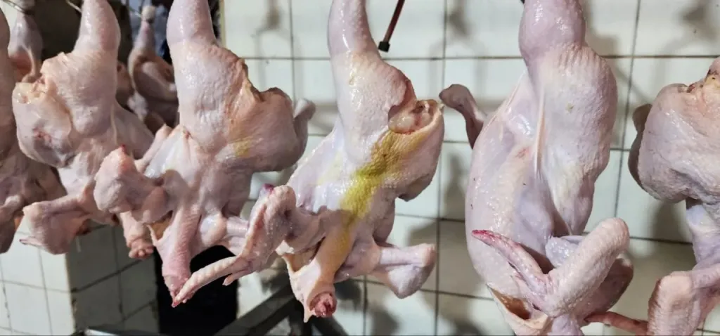 بيطري الشرقية ضبط 36,5 طن دواجن غيرصالحة للإستهلاك الآدمي بلبيس