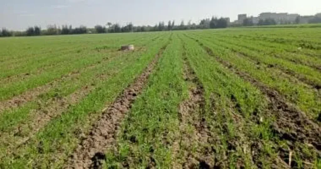 تحذيرات عاجلة للمزارعين من مخاطر تهدد إنتاجية القمح والمحاصيل الاستراتيجية