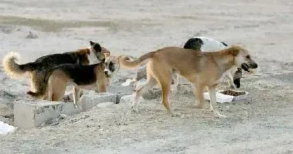 بيطري المنيا: تحصين الكلاب ضد السعار بعدة مناطق