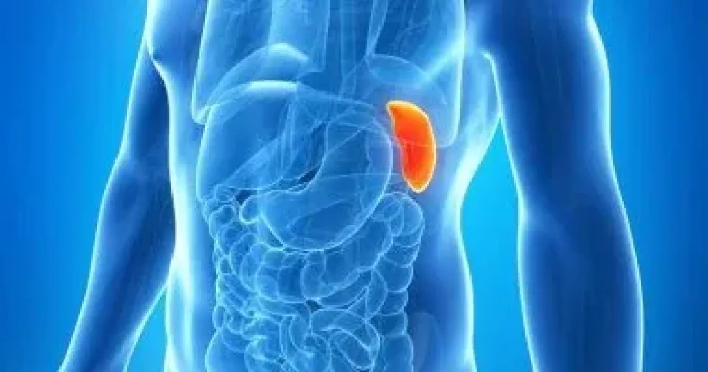 دراسة تربط حجم الطحال بخطر السرطان.. لا تتجاهل تضخمه