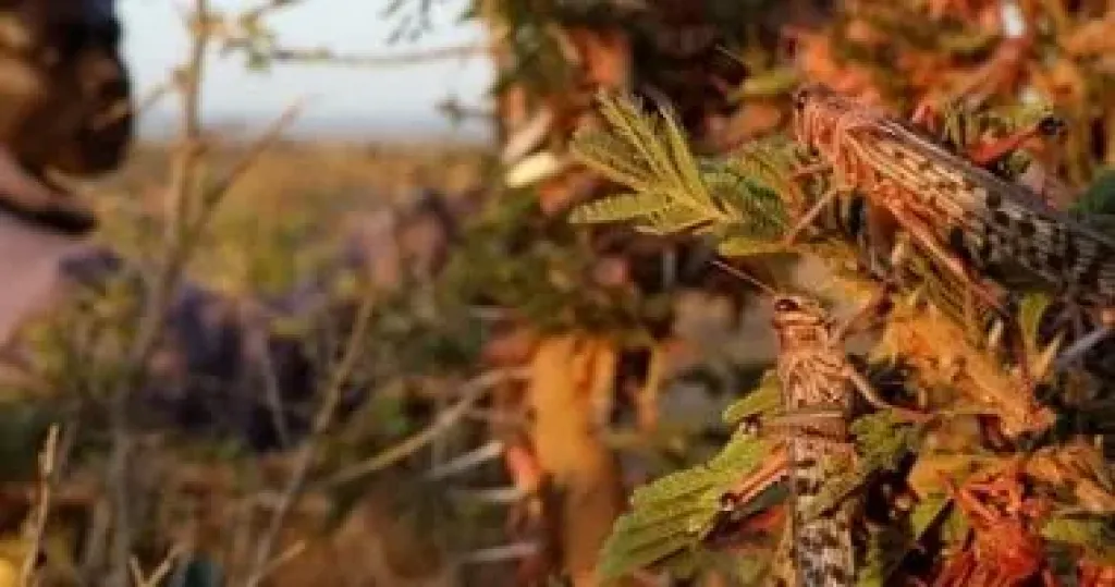 وزارة الزراعة تنفى رصد جراد صحراوى بـ«بئر العبد» فى سيناء