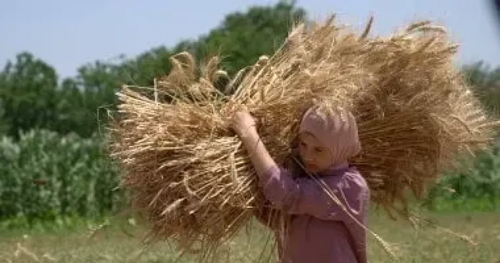 رابطة أصحاب المطاحن: مخزون القمح آمن ويكفى 4 أشهر استعدادا لرمضان