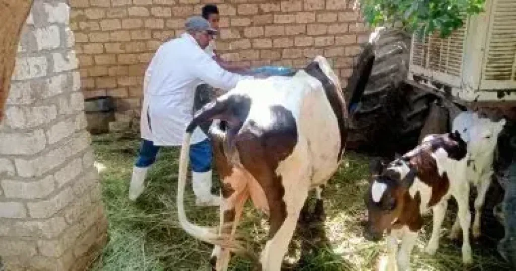 ”الزراعة”: إصدار 368 ترخيص تشغيل لأنشطة ومشروعات الثروة الحيوانية والداجنة خلال النصف الأول من يوليو