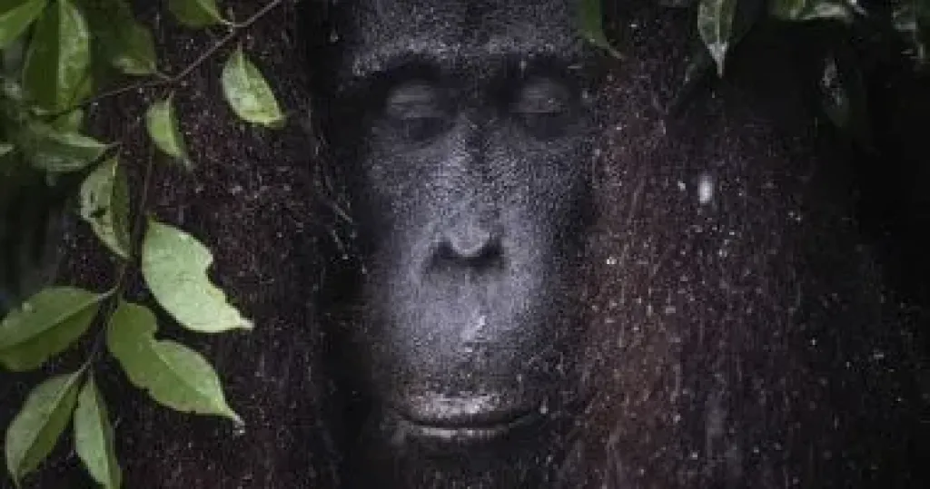 مسابقة بيندا للتصوير الفوتوغرافى تكشف عن الفائزين لعام 2026