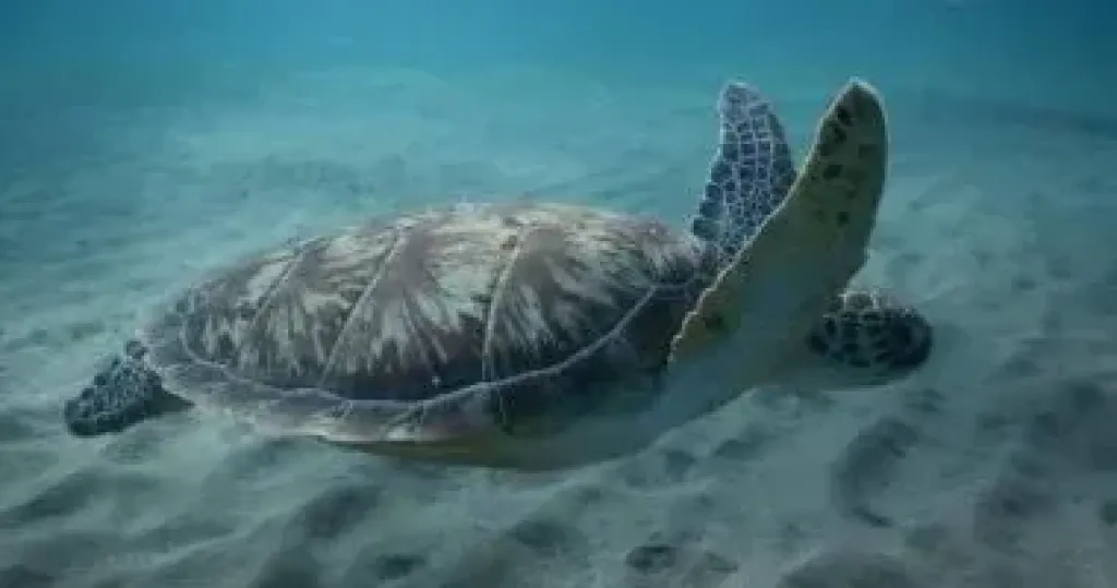 السويس تطلق «سفراء الاقتصاد الأزرق» لإعادة توطين السلاحف الخضراء