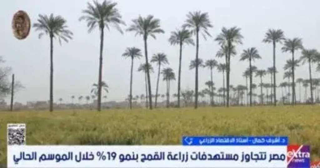 خبير: طفرة في زراعة القمح وزيادة 19% بالمساحات المنزرعة