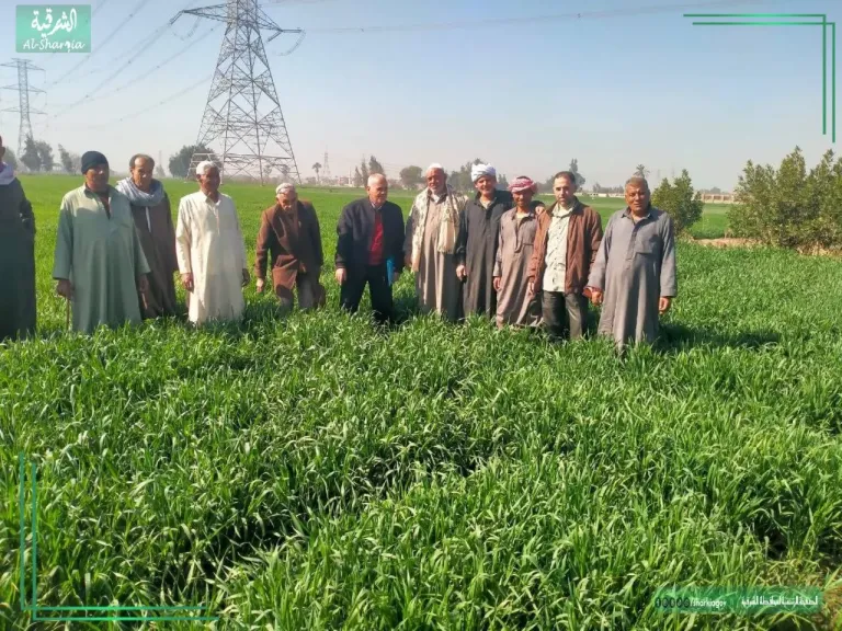 زراعة الشرقية: متابعة آفات النخيل ودعم محصول القمح وتمكين الريفيات