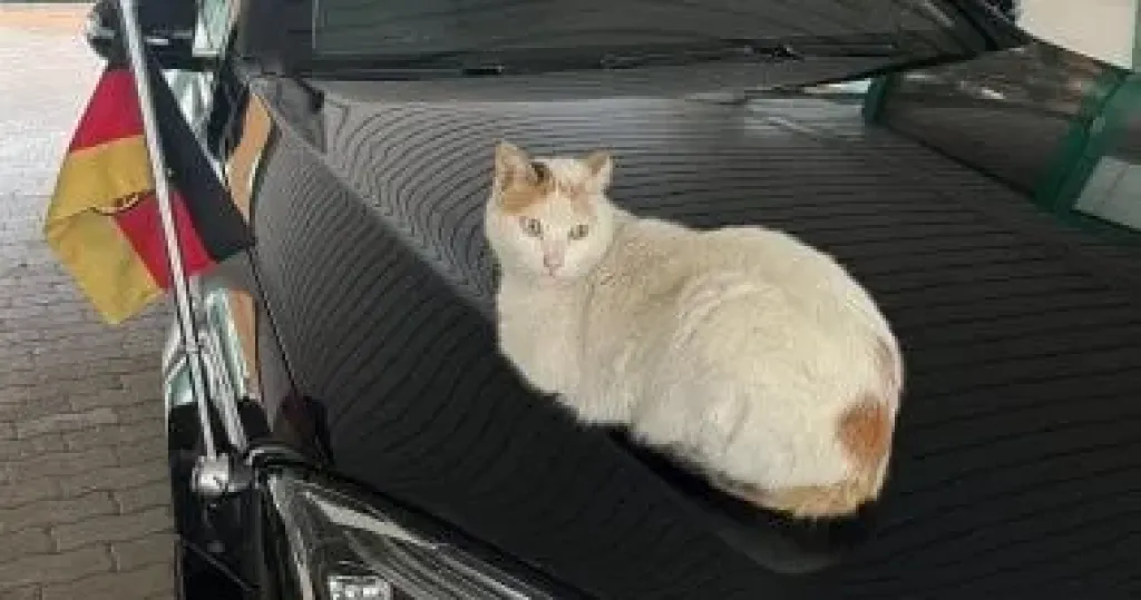 قطة على سيارة السفير تبرز التعاون المصرى الألمانى فى صناعة السيارات