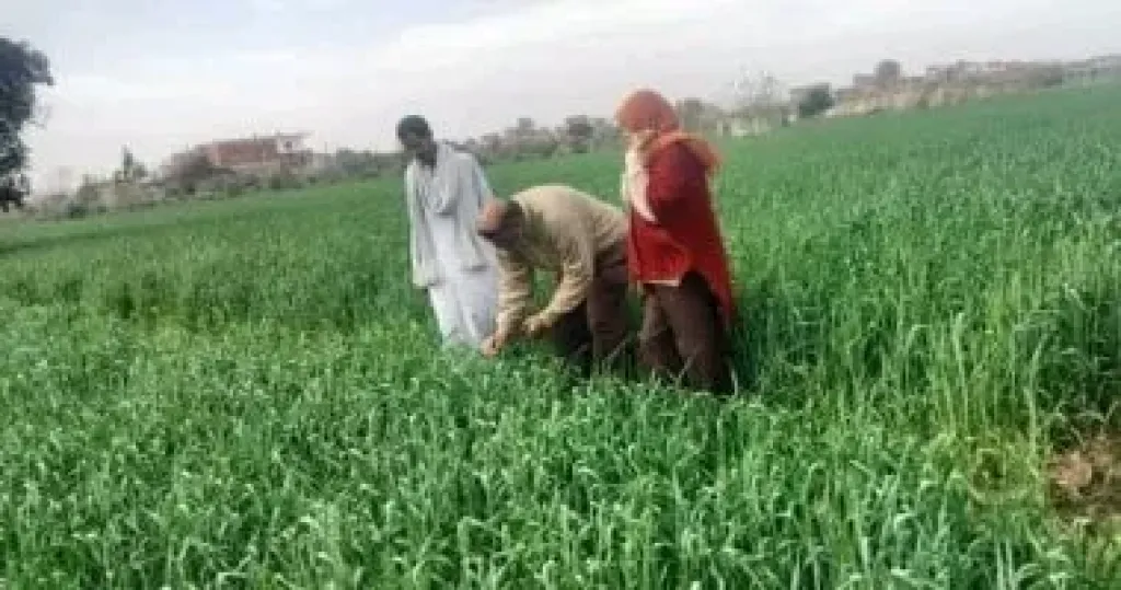 زراعة الإسماعيلية تنفذ مدرسة حقلية لمحصول القمح بمركز أبوصوير ضمن مبادرة ازرع