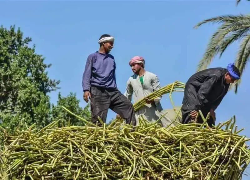 وزارة التموين: توريد 2.9 مليون طن قصب وإنتاج 306 آلاف طن من السكر