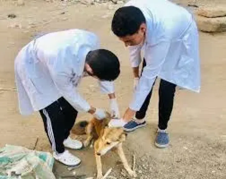 الزراعة: تحصين 8.254 كلب حر وتعقيم 1.122 آخرين منذ أول يناير