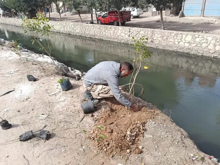 زراعة 10 آلاف شجرة بالبحيرة ضمن المرحلة الرابعة من المبادرة الرئاسية ”100 مليون شجرة”