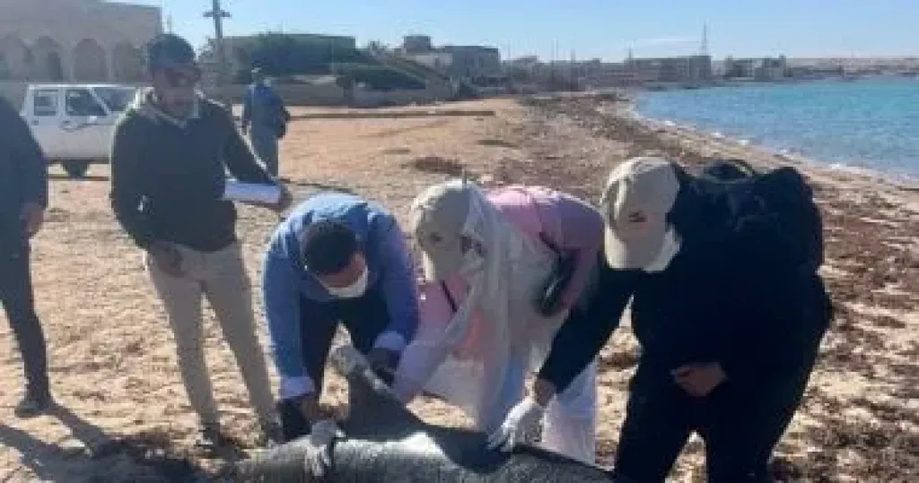 وزيرة البيئة: دفن الدولفين النافق فى رأس غارب بشكل آمن
