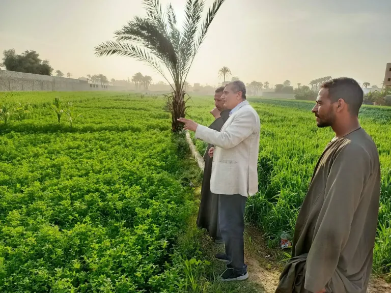 محافظ أسيوط يوجه بمتابعة الزراعات بالقرى والنجوع ومديرية الزراعة تتابع المحاصيل