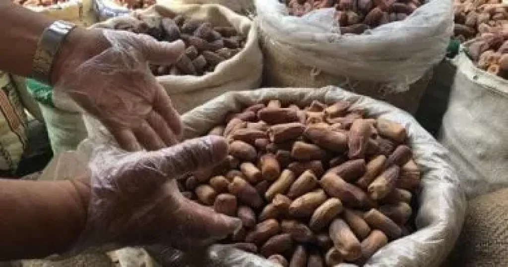 موسم تلقيح النخيل في نجران.. خطوة نحو إنتاجية متجددة