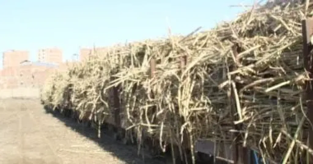 وزارة التموين: إنتاج 180 ألف طن سكر محلى من القصب حتى الآن