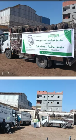 جمعية الأورمان: تسليم ٥٠ رأس ماشية للأسر الأولى بالرعاية بقرية ١٦ بالحسينية