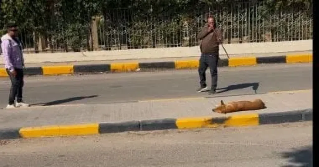 حى المنيرة الغربية يشن حملة لتطعيم وتعقيم الكلاب ضد مرض السعار