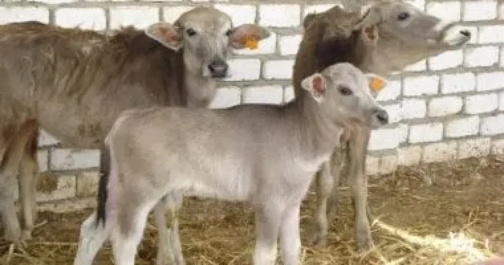 وزارة الزراعة: 900 ترخيص تشغيل جديدة لمشروعات الإنتاج الحيوانى والداجنى