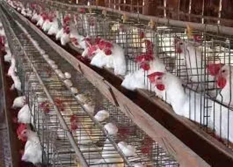 أسعار الدواجن اليوم السبت| البيضاء تصل لـ 125 جنيه والساسو بـ 116 في ثاني أيام العيد