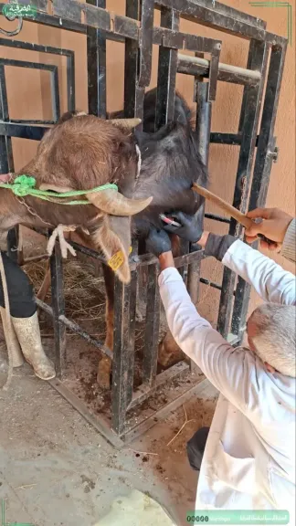 بيطري الشرقية فحص 2770 رأس ماشية ضد البروسيلا والسل البقرى