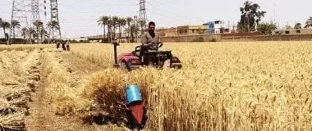 ”الزراعة” تتابع البرامج البحثية والحقول الإرشادية بمحطة بحوث كوم أمبو بمحافظة أسوان