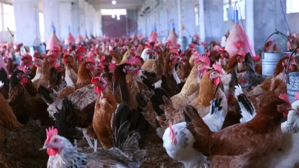 تصل إلى 4 جنيهات، انخفاض جديد في سعر الفراخ اليوم الخميس 26 مارس 2026