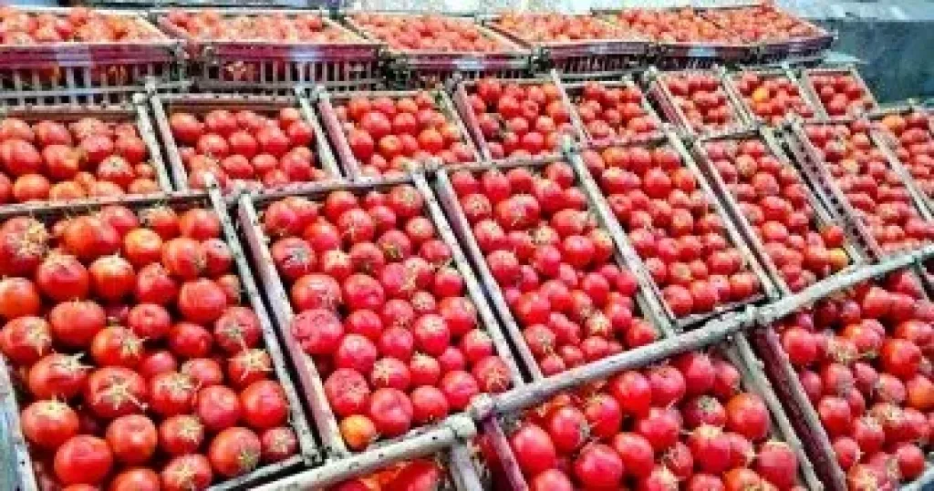 وزارة التموين تعلن طرح الطماطم فى المنافذ بـ 20 جنيها للكيلو