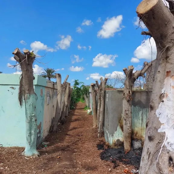 لجنة الوفد بكفر الشيخ تندد بـ ”مذبحة الأشجار” في منطقة مقابر مطوبس