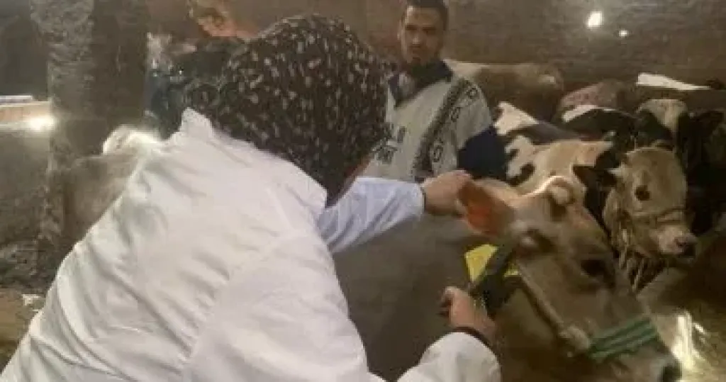 انطلاق الحملة القومية للتحصين ضد الجلد العقدى وجدرى الضأن فى الجيزة