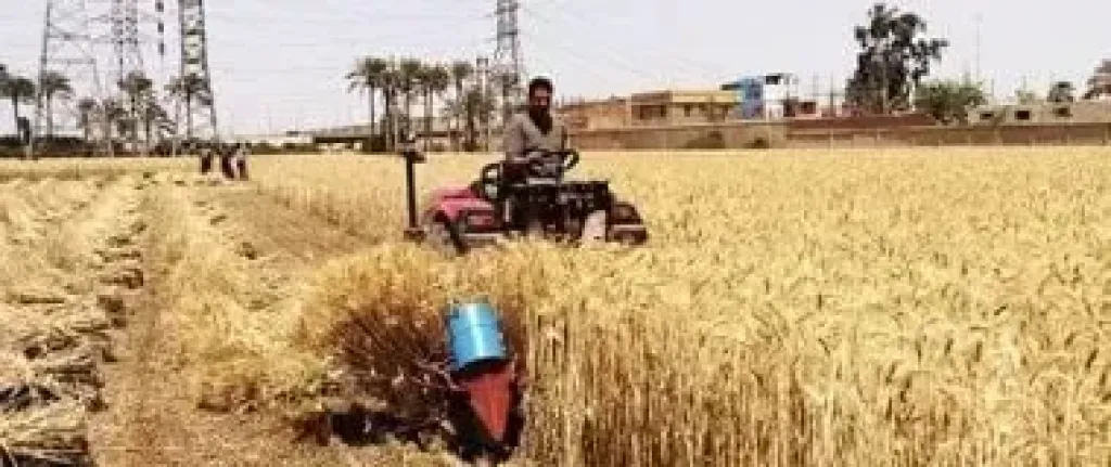 تطوير زراعة المحاصيل البستانية في مصر: رؤى علمية لمواجهة التحديات وتعزيز الاستدامة