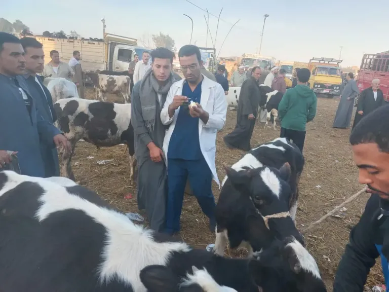 بيطري البحيرة: تطعيم 66 ألف رأس ماشية ضد الجلد العقدي وجدري الأغنام