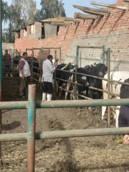 محافظ الدقهلية: تحصين 36 ألف رأس في الحملة القومية ضد مرض الجلد العقدى  وجدرى الاغنام