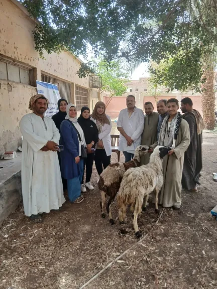 محافظ أسيوط: توزيع 408 رأس أغنام على الأسر المستحقة بالقوصية والفتح