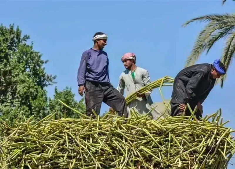 ”الزراعة” تعلن عن تجهيز محطتين لتطوير الري الحقلي لخدمة مزارعي قصب السكر في قنا