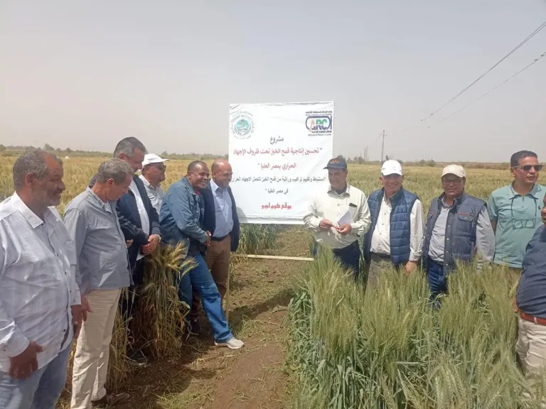 قيادات ”البحوث الزراعية” في جولة تفقدية بمحطتي شندويل وكوم أمبو لمتابعة برامج القمح والإنتاج النباتي والحيواني