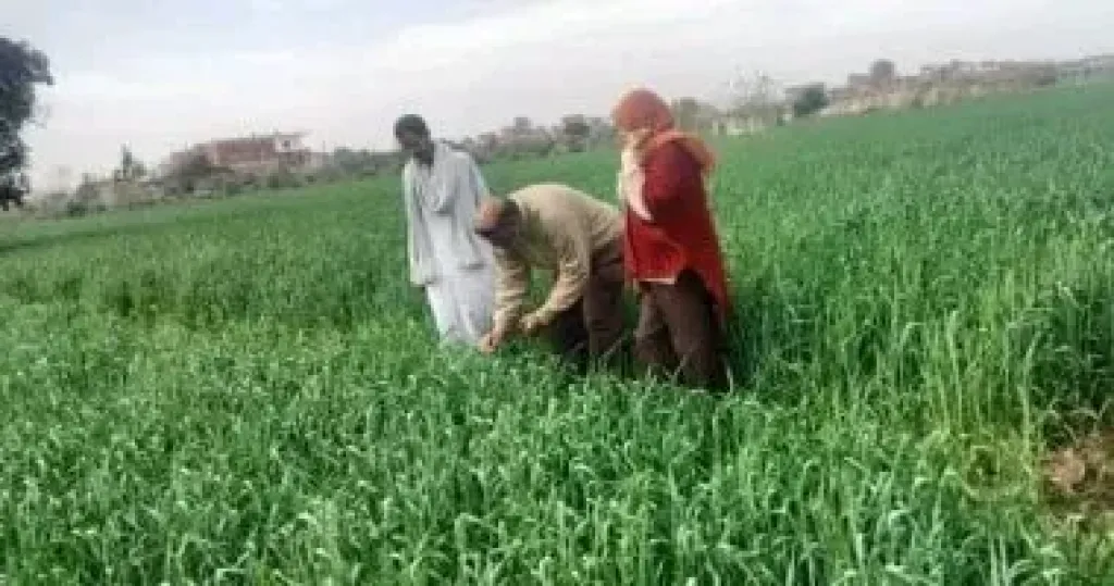 تموين القليوبية تشدد الرقابة على مطاحن القمح لبدء التوريد