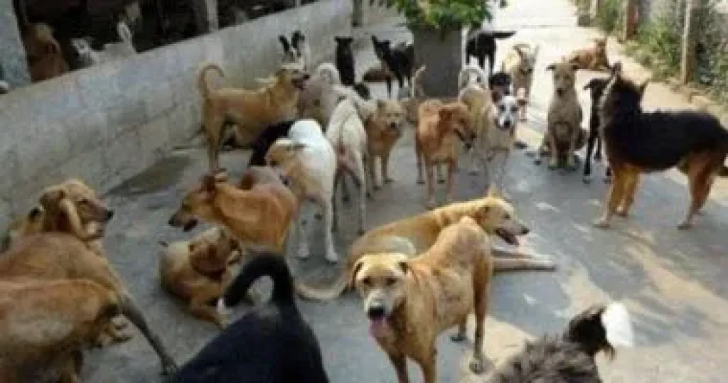 وزارة الزراعة: تحصين وتعقيم أكثر من 22 ألف كلب ضال منذ بداية العام الجارى