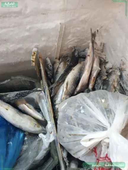 بيطري الشرقية يضبط  10 طن و 263 كجم أسماك مملحة ومدخنة مجهولة المصدر