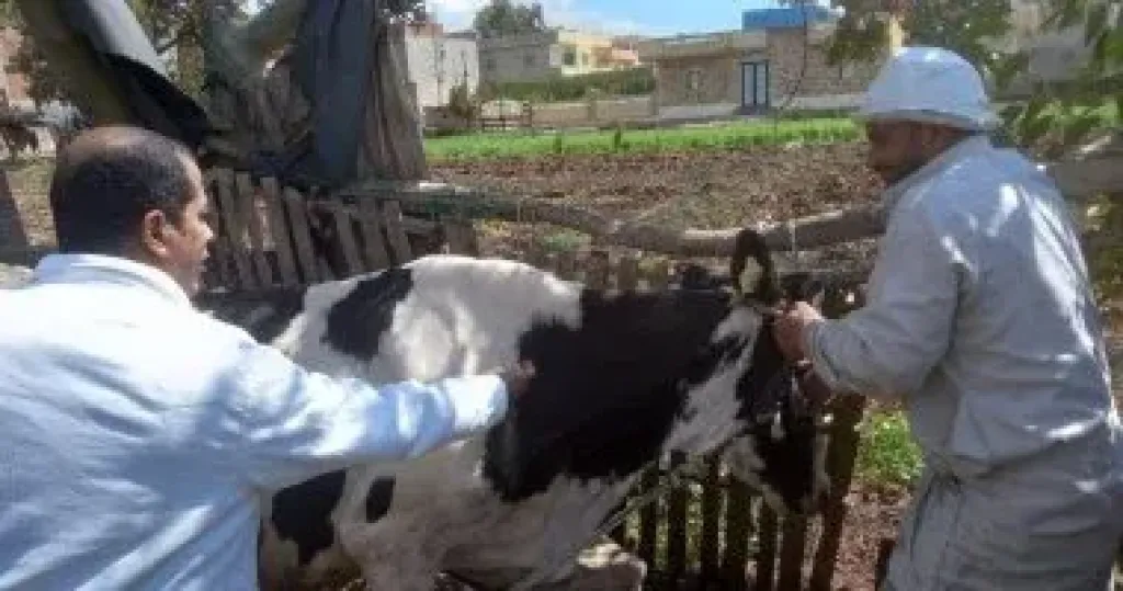 بيطرى كفر الشيخ: تحصين 159 ألف رأس ماشية ضد الجلد العقدى وجدرى الأغنام