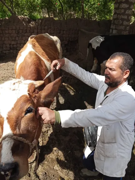 محافظ أسيوط: تحصين أكثر من 79 ألف رأس ماشية خلال أسبوعين