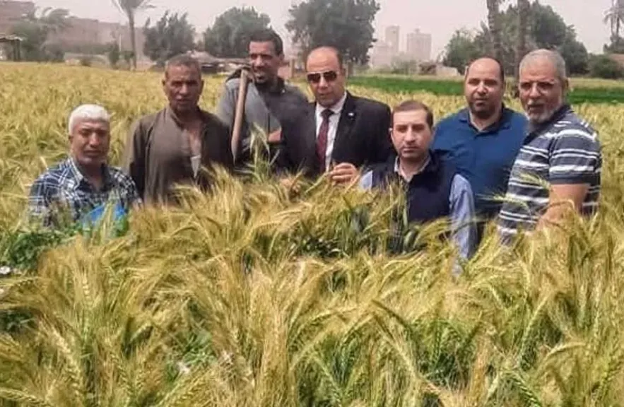 محافظ الجيزة: المساحة المنزرعة قمحا تخطت 29 ألف فدان وجهزنا 8 مواقع تخزينية