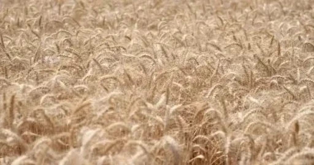 التموين: تجهيز 400 نقطة لاستلام القمح المحلى بسعر 2500 جنيه للأردب