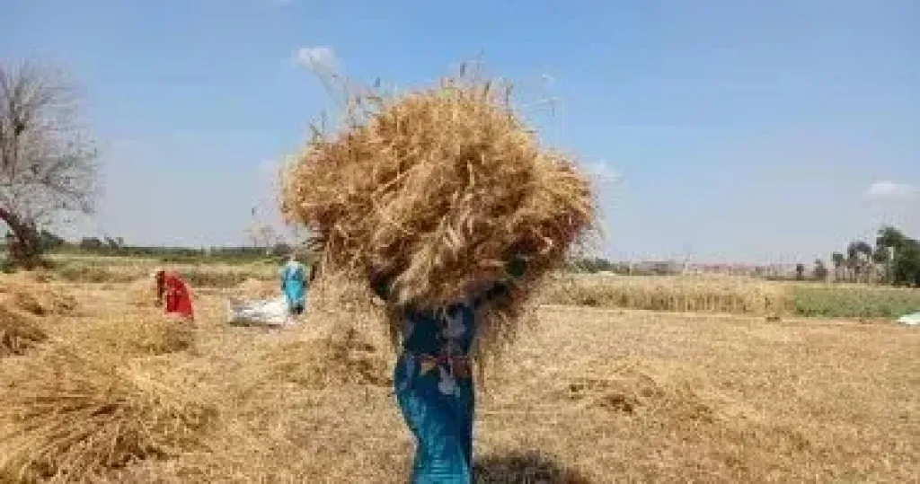 انطلاق موسم توريد القمح المحلي بالبحيرة  والمحافظ تؤكد على صرف المستحقات خلال ٤٨ ساعة