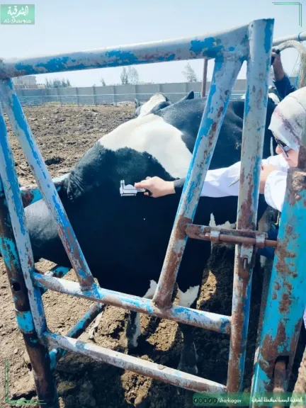 بيطري الشرقية :فحص 2122  رأس ماشية ضد البروسيلا والسل البقرى